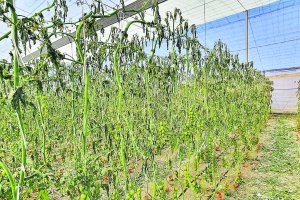 Efecto de las heladas en un cultivo de tomate.
