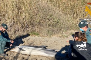 Guardia Civil prestar apoyo a Equinac en el varamiento de un delfín en el río Aguas en Mojácar.