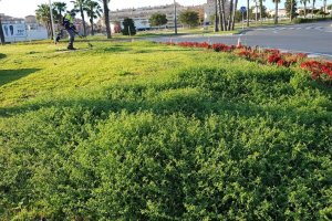 Imagen de archivo de una zona ajardinada del municipio de Roquetas de Mar.