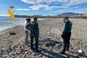 Varamiento de un delfín en las costas de Almería.