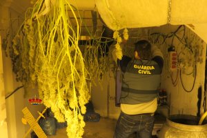 La Guardia Civil localiza un gran cultivo de marihuana en Benahadux.