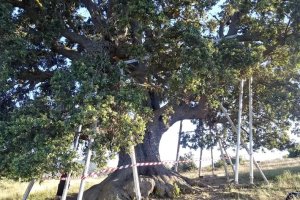 Estado de la encina milenaria de Serón meses atrás.