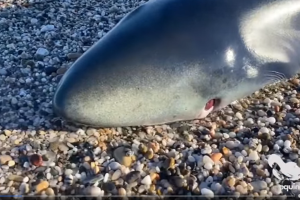 El tiburón, herido en un ojo por un pez espada.