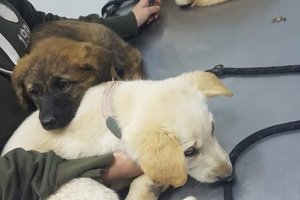 Cachorros rescatados días atrás.