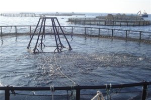 Destinadas a quienes hayan sufrido dicha disminución de ingresos por ventas entre el 1 de agosto y el 31 de diciembre de 2020.