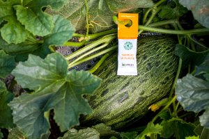 Sobre UltiMite para liberación de Swirski en melón.