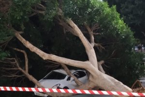 El viento derribó  en la capital este árbol, que cayó sobre un coche.
