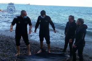 Delfín varado en la playa de las Olas.