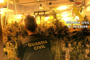 La plantación contaba con más de 60 plantas de marihuana.