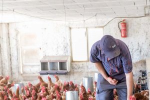 Explotación de gallinas en Las Pocicas de Albox.