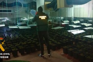 El cultivo se encontraba en el garaje de la vivienda.