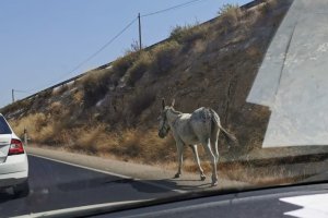 Un burro, como los que provocaron el accidente en Tabernas, pasea solo por una carretera de Vera, en una imagen de archivo.
