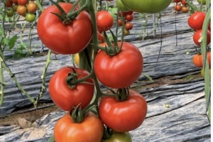 Esta sustancia posee varios mecanismos de acción insecticida que permiten combatir a las plagas más complejas.
