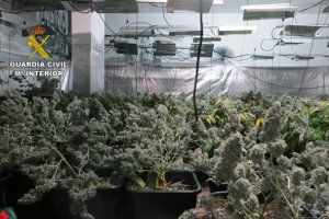 El cultivo se encontraba en un triplex de Huércal de Almería.