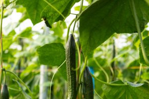 Sedal F1 es una variedad Q-verde