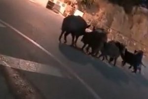 Una familia de jabalíes paseando por las calles de Mojácar.