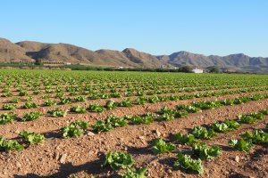 Cultivo de lechuga en la zona de la Hoya (Pulpí).