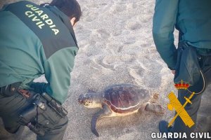 La tortuga aparecida en Roquetas de Mar.