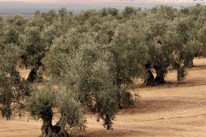 Fotografía de olivos.