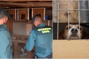 Cuadras y jaulas halladas por el Seprona.