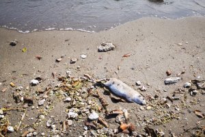 Una rata muerta en la playa de Costacabana en una imagen tomada hace unos días.