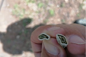 Imagen de los daños.