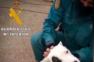 Uno de los animales a los que el investigado cortó las orejas.