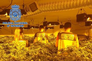 La Policía Nacional encuentra 1.324 plantas de marihuana.