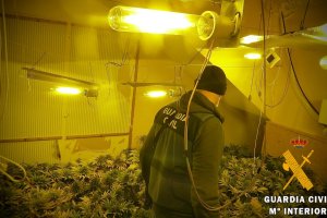 Una de las plantaciones encontradas.