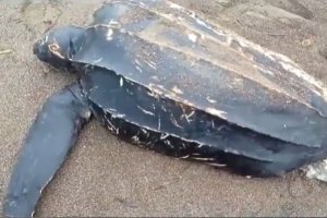 La tortuga encontrada por los técnicos de Equinac.