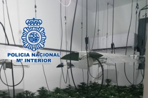 Una de las plantaciones de marihuana.