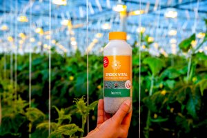 Deposita sus huevos inmediatamente después de la suelta.