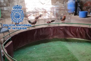 En el interior de la nave fueron hallados 60 gallos de pelea.