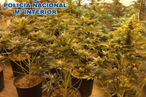 Marihuana hallada por los agentes de la Policía Nacional.