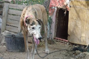 Uno de los perros hallados en la finca a la que acudió la Guardia Civil.