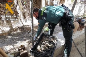 La investigación determina que el detenido habría poseído hasta 300 ejemplares de tortuga mora.