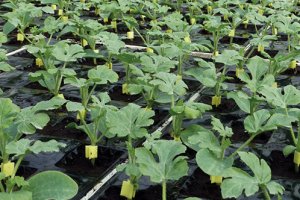 El sistema VegTrace garantiza la trazabilidad y la seguridad jurídica de empresa y productor