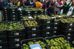 El tomate almeriense ha ido perdiendo superficie.
