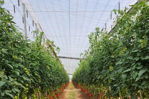 Maximum de Vellsam en todo tipo de cultivos.