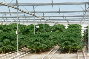 Fotografía de un invernadero en Almería.