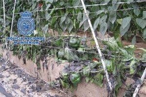 Imagen de uno de los invernaderos incendiados.