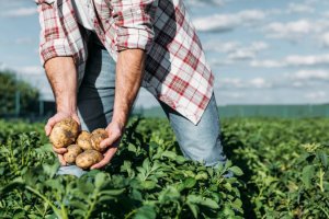 Un agricultor recoge la cosecha de patatas.