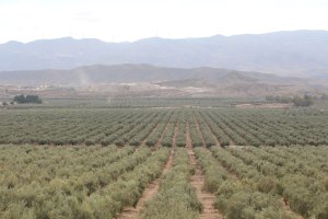 Campo de olivares en las inmediaciones de Tabernas.