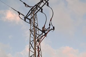 Imagen del animal muerto en una torre de alta tensión.