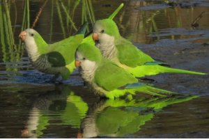 La población masiva de cotorras es la más problemática