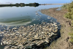 Peces muertos flotando en las aguas de la laguna de Rambla Morales