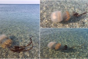Distintas imágenes de la medusa gigante captadas por la periodista Mar Abad.