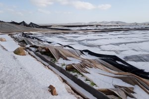 Desastre provocado por el granizo en invernaderos de Almería.
