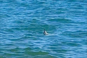 La aleta dorsal del tiburón sobresaliendo por encima del nivel del agua.