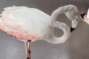 El flamenco, después de ser atendido en la clínica veterinaria.